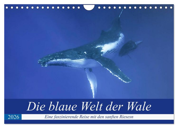 Produktbild: Die blaue Welt der Wale (Wandkalender 2026 DIN A4 quer), CALVENDO Monatskalender