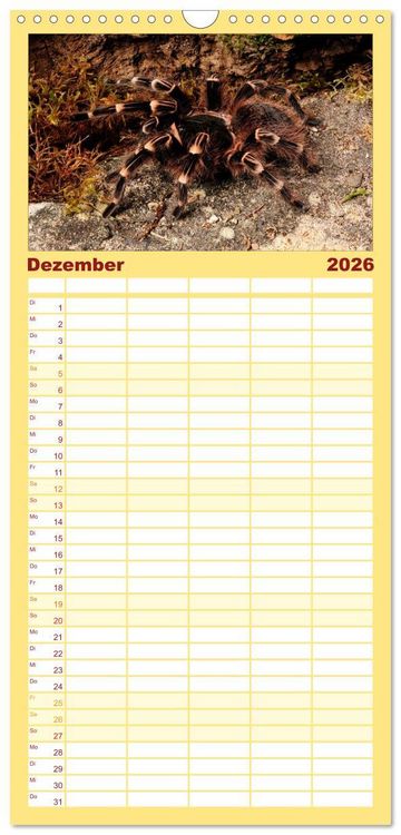 Produktbild: Familienplaner 2026 - Vogelspinnen - Tarantulas mit 5 Spalten (Wandkalender, 21 x 45 cm) CALVENDO