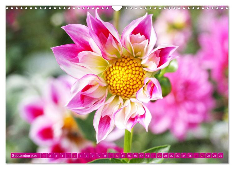 Produktbild: Liebenswerte Bl&uuml;ten (Wandkalender 2026 DIN A3 quer), CALVENDO Monatskalender