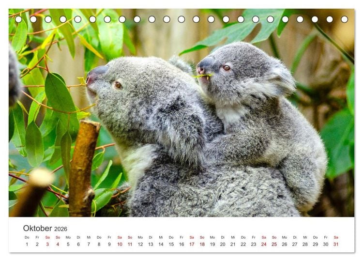 Produktbild: Knuffige Koalab&auml;ren (Tischkalender 2026 DIN A5 quer), CALVENDO Monatskalender
