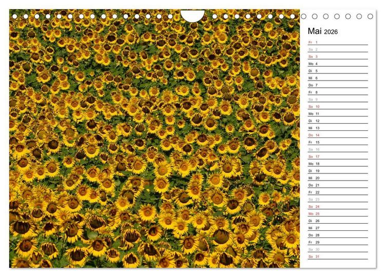 Produktbild: Ein Jahr lang Sonnenblumen (Wandkalender 2026 DIN A4 quer), CALVENDO Monatskalender