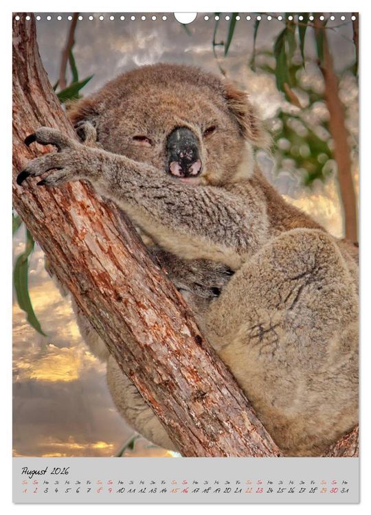 Produktbild: Koala, kleiner B&auml;r (Wandkalender 2026 DIN A3 hoch), CALVENDO Monatskalender