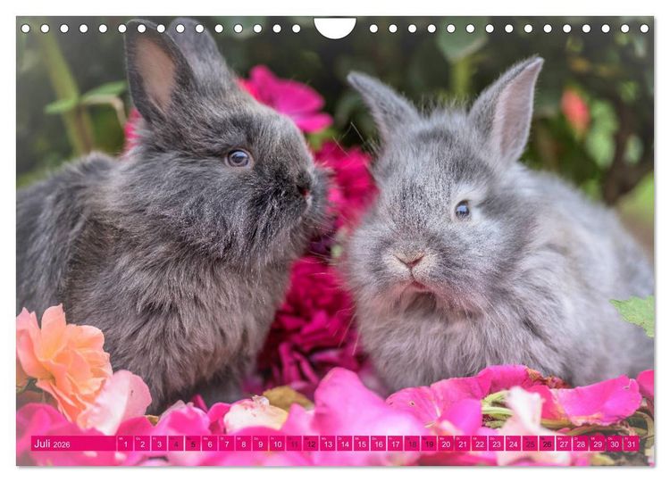 Produktbild: Kaninchen. Putzig, flauschig und geliebt (Wandkalender 2026 DIN A4 quer), CALVENDO Monatskalender