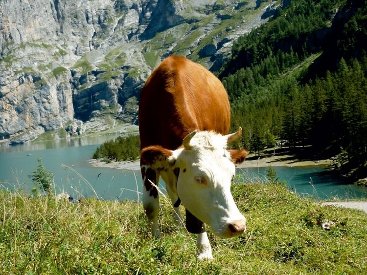 Produktbild: CALVENDO Puzzle Kuh vorm &Ouml;schinensee | 1000 Teile Lege-Gr&ouml;&szlig;e 64x48cm Foto-Puzzle f&uuml;r gl&uuml;ckliche Stunden