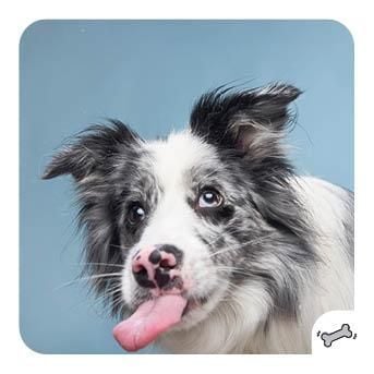 Produktbild: Memo-Spiel: Funny Dogs!