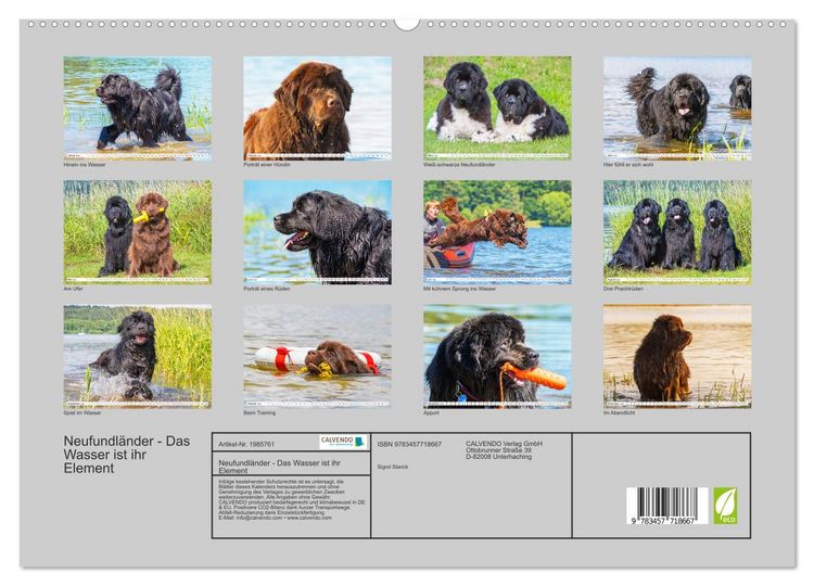 Produktbild: Neufundl&auml;nder - Das Wasser ist ihr Element (hochwertiger Premium Wandkalender 2026 DIN A2 quer), Kunstdruck in Hochglanz