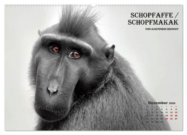 Produktbild: AFFENPORTR&Auml;TS (hochwertiger Premium Wandkalender 2026 DIN A2 quer), Kunstdruck in Hochglanz