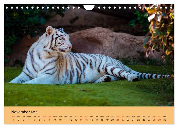 Produktbild: Just Bengal Tigers (Wall Calendar 2026 DIN A4 landscape), CALVENDO 12 Month Wall Calendar