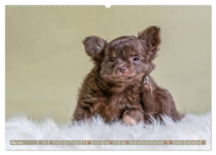Produktbild: Chihuahua-Babys - Amy und Angel im Studio (Wandkalender 2026 DIN A2 quer), CALVENDO Monatskalender