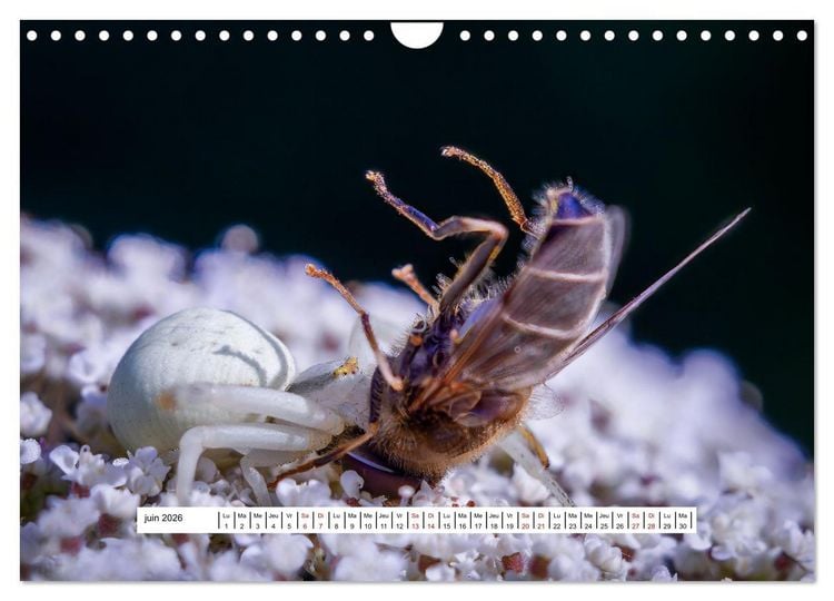 Produktbild: La vie de nos prairies - Les gu&ecirc;pes et les abeilles (Calendrier mural 2026 DIN A4 vertical), CALVENDO calendrier mensuel