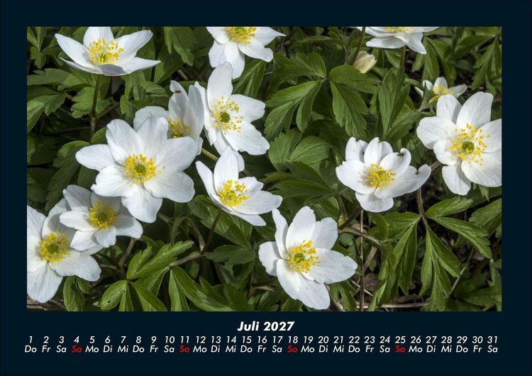 Produktbild: Blumentr&auml;ume 2027 Fotokalender DIN A4