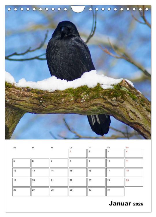Produktbild: Rabenv&ouml;gel Terminplaner (Wandkalender 2026 DIN A4 hoch), CALVENDO Monatskalender