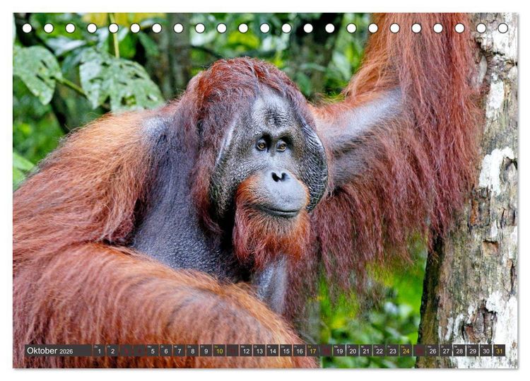 Produktbild: Waldmenschen - Orang Utans auf Borneo (Tischkalender 2026 DIN A5 quer), CALVENDO Monatskalender