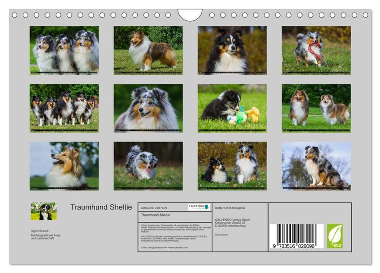 Produktbild: Traumhund Sheltie (Wandkalender 2026 DIN A4 quer), CALVENDO Monatskalender