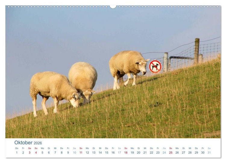 Produktbild: Schafe am Deich 2026. Tierische Impressionen von der Nordseek&uuml;ste (hochwertiger Premium Wandkalender 2026 DIN A2 quer), Kunstdruck in Hochglanz