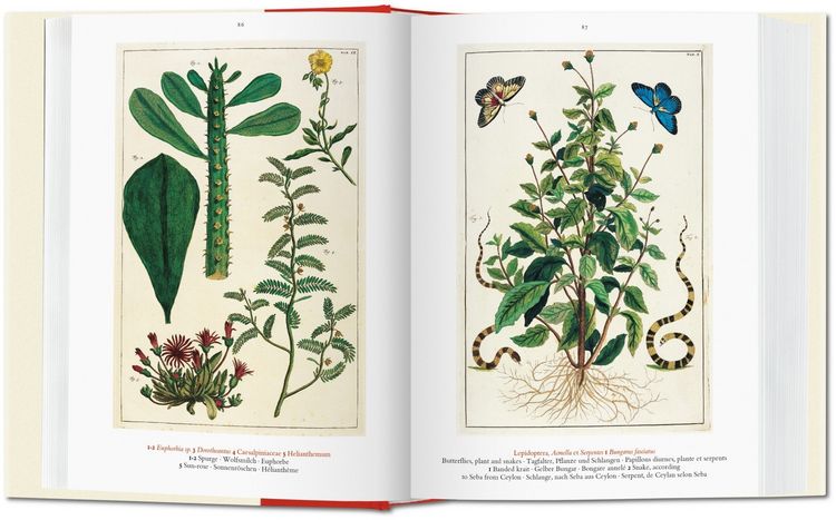 Produktbild: Seba. Cabinet of Natural Curiosities