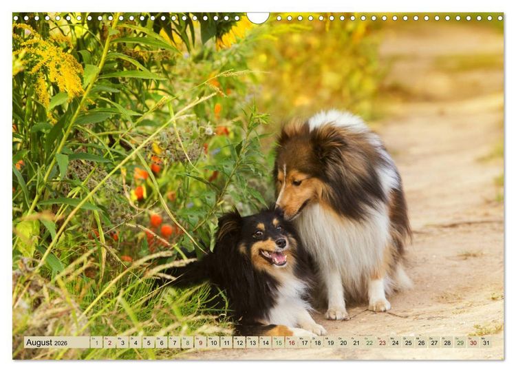 Produktbild: SHELTIES Liebe auf 4 Pfoten (Wandkalender 2026 DIN A3 quer), CALVENDO Monatskalender