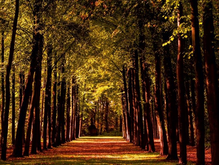 Produktbild: CALVENDO Puzzle Allee im Schlossgarten | 1000 Teile Lege-Gr&ouml;&szlig;e 64x48cm Foto-Puzzle f&uuml;r gl&uuml;ckliche Stunden