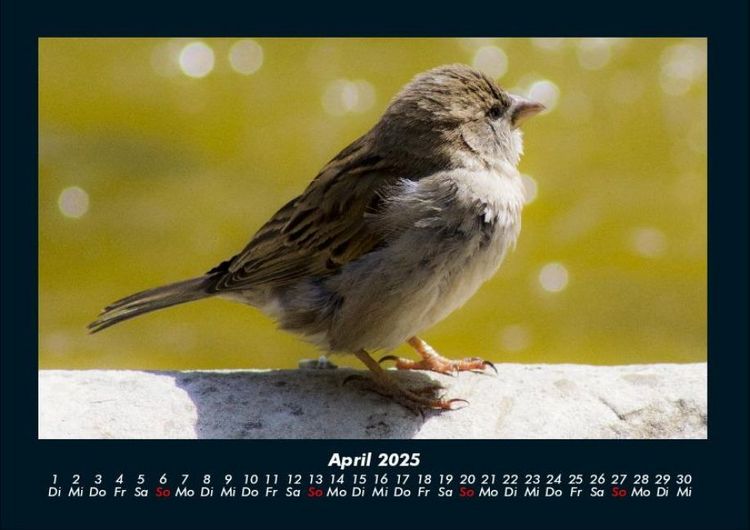 Produktbild: Vogelparadies 2025 Fotokalender DIN A4