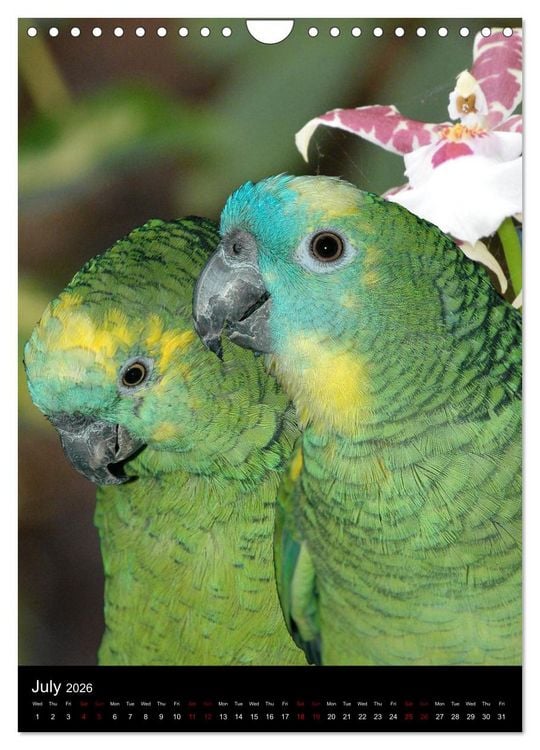 Produktbild: Fascinating parrots from all over the world (Wall Calendar 2026 DIN A4 portrait), CALVENDO 12 Month Wall Calendar