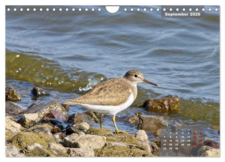 Produktbild: Naturparadies Nordstrand und Beltringharder Koog (Wandkalender 2026 DIN A4 quer), CALVENDO Monatskalender