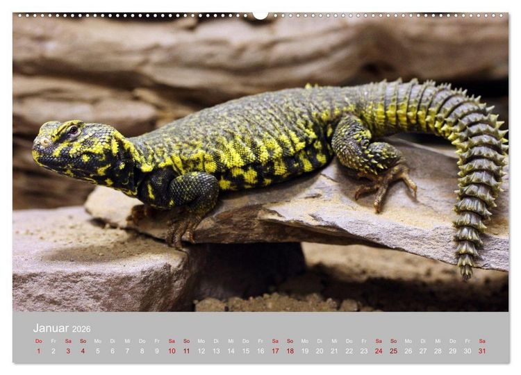 Produktbild: Terrarientiere (hochwertiger Premium Wandkalender 2026 DIN A2 quer), Kunstdruck in Hochglanz