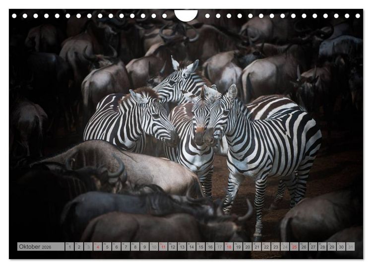Produktbild: Emotionale Momente: Afrika Wildlife Part 2 / CH-Version (Wandkalender 2026 DIN A4 quer), CALVENDO Monatskalender
