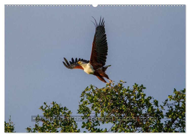 Produktbild: Abenteuer Botswana Afrika - Adventure Botswana (Wandkalender 2026 DIN A2 quer), CALVENDO Monatskalender