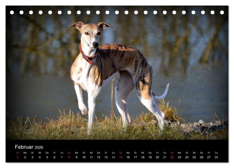 Produktbild: Whippet 2026 (Tischkalender 2026 DIN A5 quer), CALVENDO Monatskalender