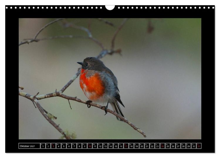 Produktbild: V&ouml;gel von "Down Under" Australien (Wandkalender 2027 DIN A3 quer), CALVENDO Monatskalender
