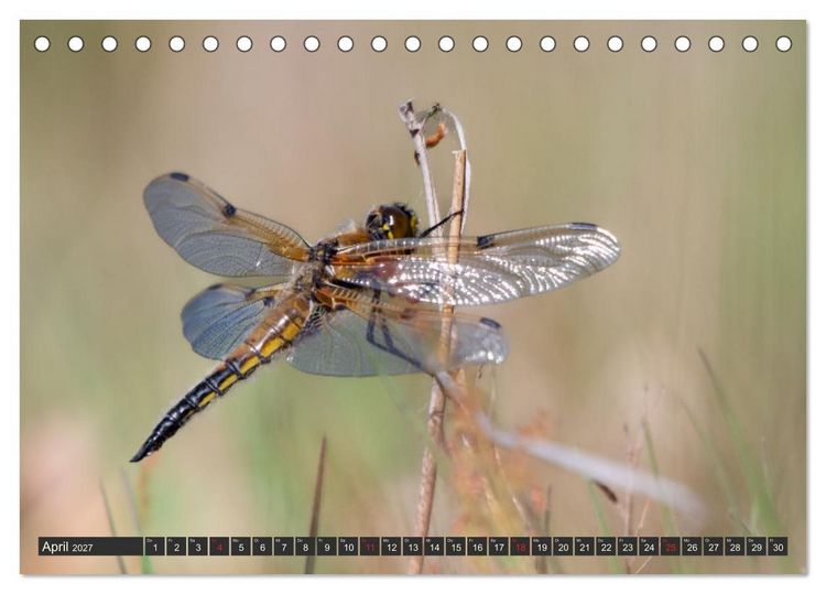 Produktbild: Leben am Naturpark um den D&uuml;mmer See (Tischkalender 2027 DIN A5 quer), CALVENDO Monatskalender
