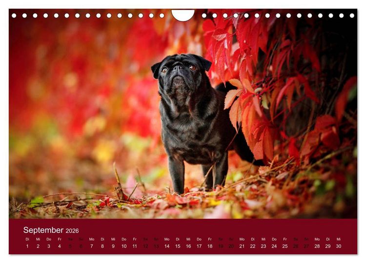 Produktbild: Diesel - ein mopsiges Leben (Wandkalender 2026 DIN A4 quer), CALVENDO Monatskalender