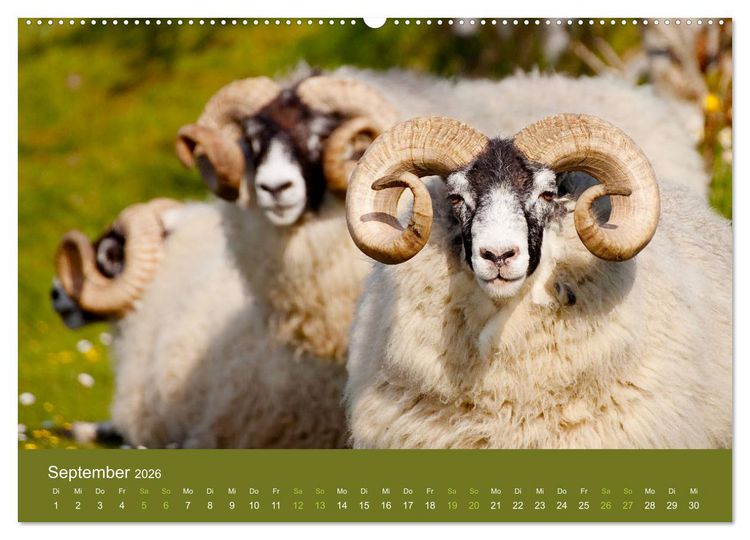 Produktbild: Unter Schafen - Wegbegleiter auf Reisen (Wandkalender 2026 DIN A2 quer), CALVENDO Monatskalender