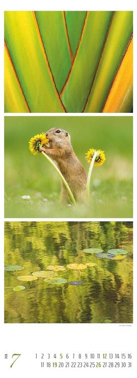 Produktbild: Colours of Nature - Triplets 2026 - Streifenkalender XXL 25x69 cm - Bildkalender im Hochformat - Naturkalender - Wandkalender - Wandplaner