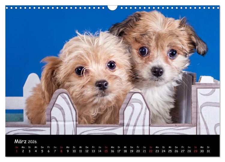 Produktbild: Bolonka Welpenstube (Wandkalender 2026 DIN A3 quer), CALVENDO Monatskalender