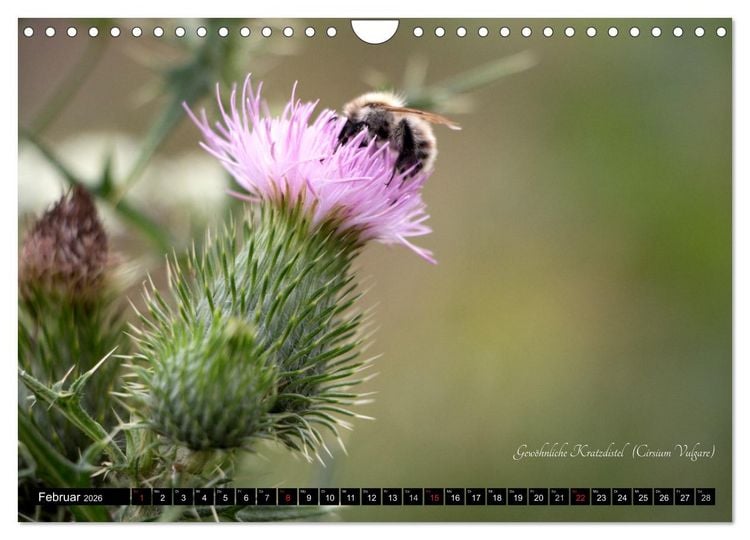 Produktbild: Zierbilder der Natur BLUMEN (Wandkalender 2026 DIN A4 quer), CALVENDO Monatskalender