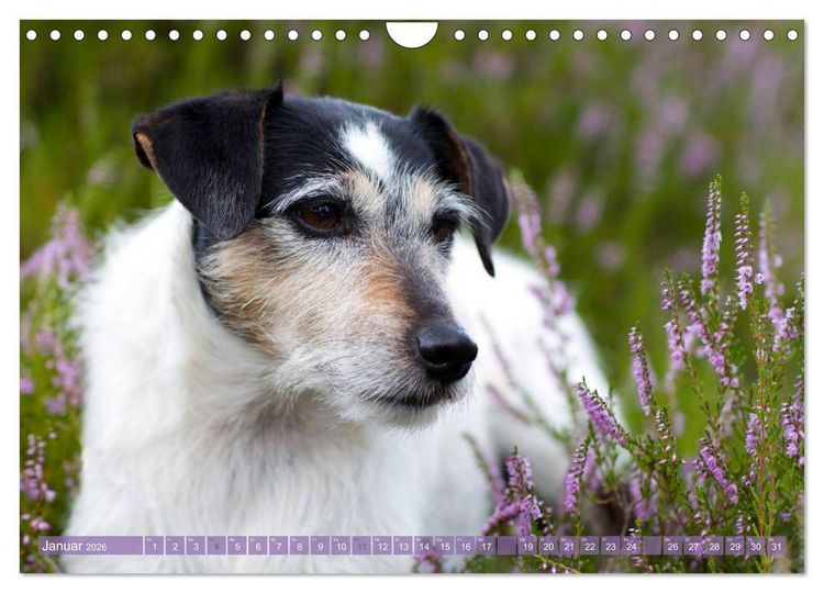 Produktbild: Faszination Terrier (Wandkalender 2026 DIN A4 quer), CALVENDO Monatskalender