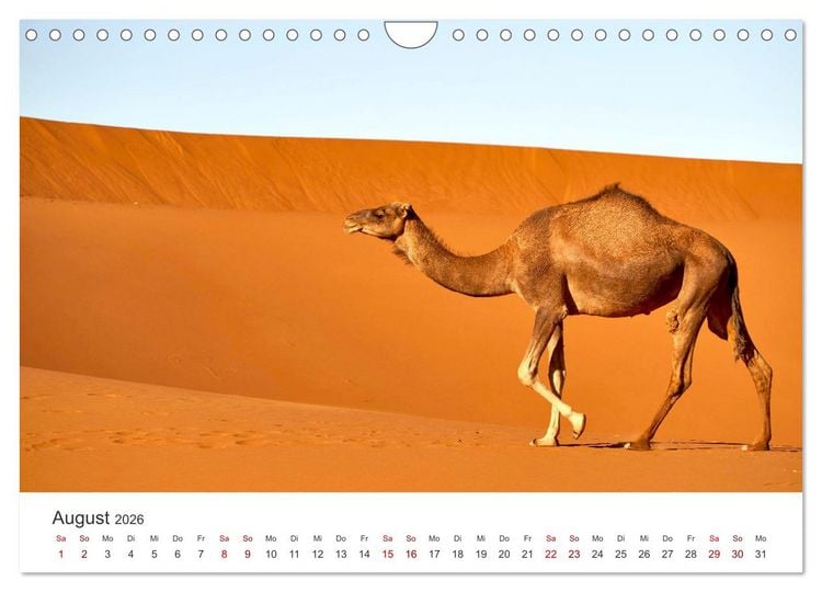 Produktbild: Sahara - Die gr&ouml;&szlig;te Trockenw&uuml;ste der Welt. (Wandkalender 2026 DIN A4 quer), CALVENDO Monatskalender
