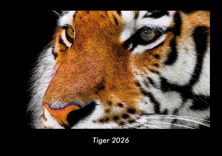Produktbild: Tiger 2026 Fotokalender DIN A3