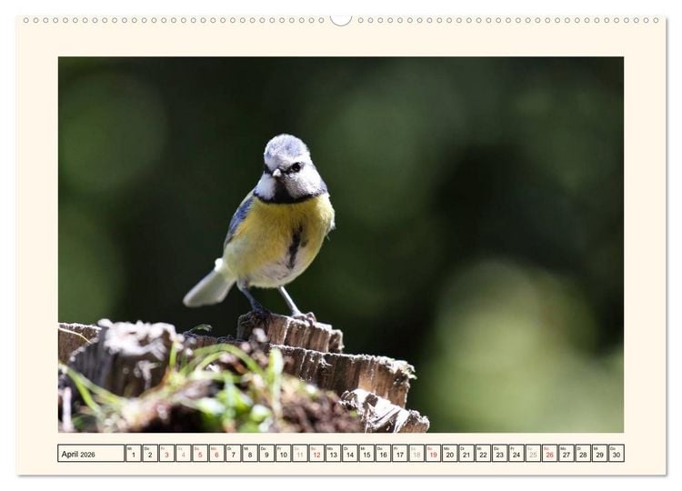 Produktbild: Gefiederte Sch&ouml;nheiten - Die Blaumeise (Wandkalender 2026 DIN A2 quer), CALVENDO Monatskalender