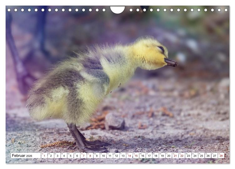 Produktbild: Flauschige Momente! Enten- und G&auml;nsek&uuml;ken im Jahreslauf (Wandkalender 2026 DIN A4 quer), CALVENDO Monatskalender