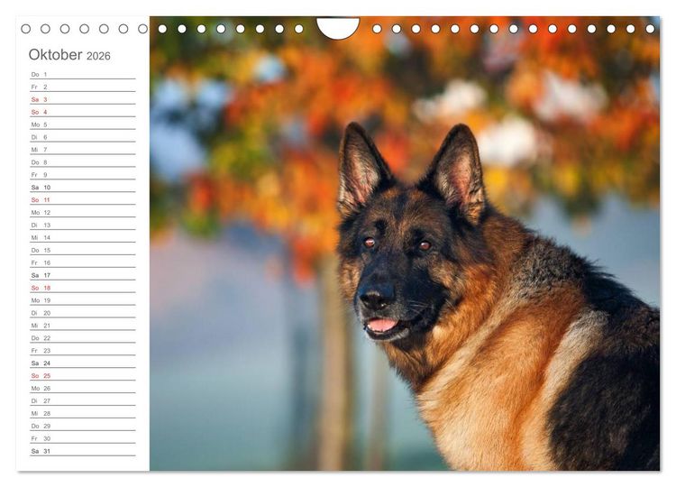 Produktbild: Deutsche Sch&auml;ferhunde Seelentr&ouml;ster (Wandkalender 2026 DIN A4 quer), CALVENDO Monatskalender