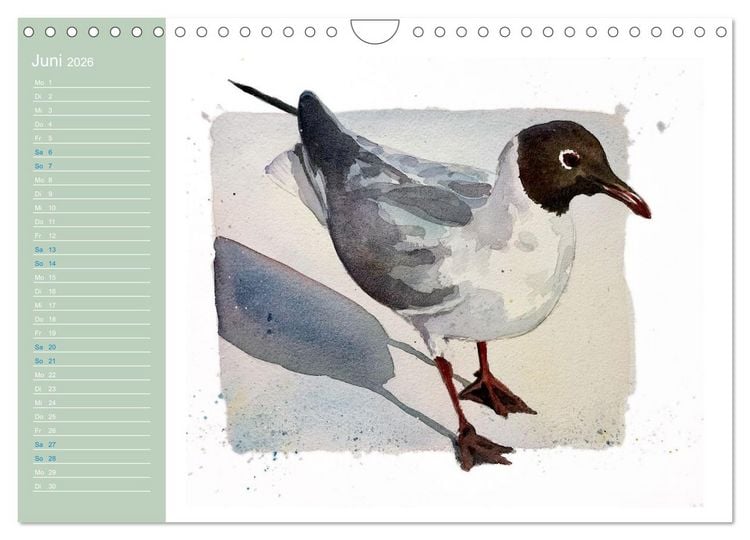 Produktbild: M&ouml;wen - Aquarelle von Julia Pasinski (Wandkalender 2026 DIN A4 quer), CALVENDO Monatskalender