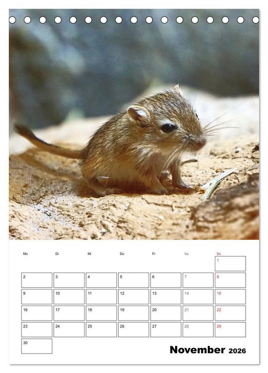 Produktbild: Mongolische Rennm&auml;use (Tischkalender 2026 DIN A5 hoch), CALVENDO Monatskalender