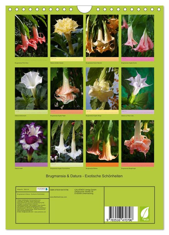Produktbild: Brugmansia & Datura - Exotische Sch&ouml;nheiten (Wandkalender 2026 DIN A4 hoch), CALVENDO Monatskalender