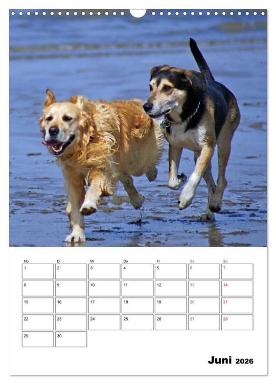 Produktbild: Hunde Freunde (Wandkalender 2026 DIN A3 hoch), CALVENDO Monatskalender