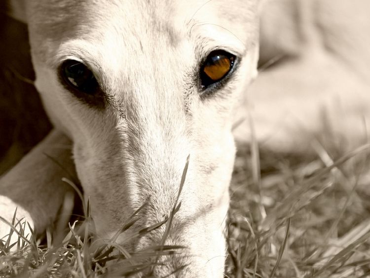 Produktbild: CALVENDO Puzzle Ein Motiv aus dem Kalender Galgo eye-catcher | 1000 Teile Lege-Gr&ouml;&szlig;e 64x48cm Foto-Puzzle f&uuml;r gl&uuml;ckliche Stunden