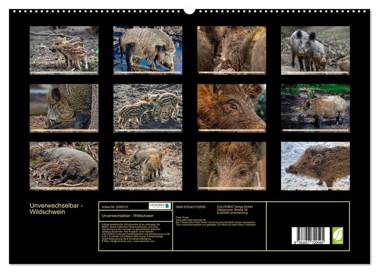 Produktbild: Unverwechselbar - Wildschwein (hochwertiger Premium Wandkalender 2026 DIN A2 quer), Kunstdruck in Hochglanz