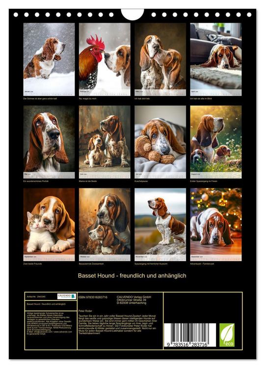 Produktbild: Basset Hound - freundlich und anh&auml;nglich (Wandkalender 2026 DIN A4 hoch), CALVENDO Monatskalender