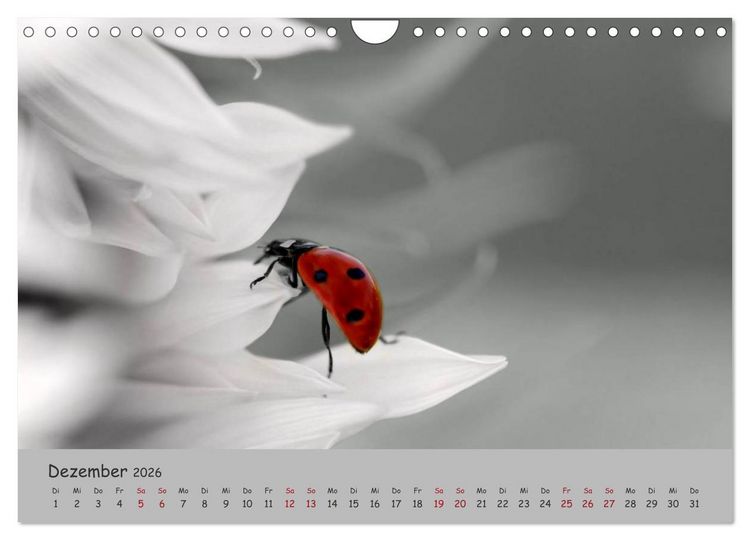 Produktbild: Gl&uuml;cksk&auml;fer (Wandkalender 2026 DIN A4 quer), CALVENDO Monatskalender